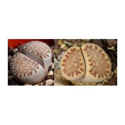 Lithops julii ssp. fulleri C.121 "Živé kameny" 10 semen
