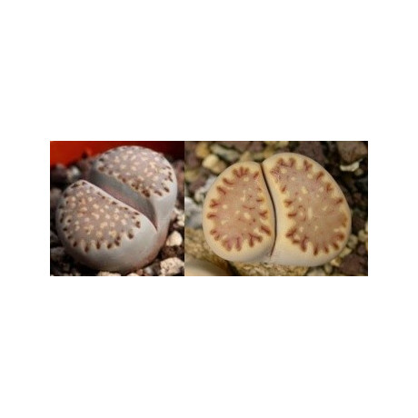 Lithops julii ssp. fulleri C.121 "Živé kameny" 10 semen