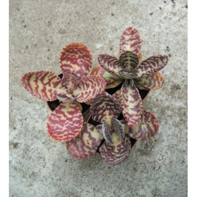 KALANCHOE figuereidoi 30 semen