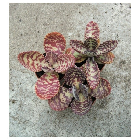 KALANCHOE figuereidoi 30 semen