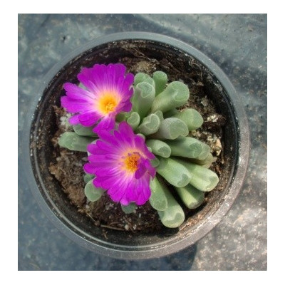 Frithia pulchra 10 semen