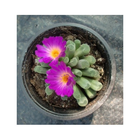 Frithia pulchra 10 semen