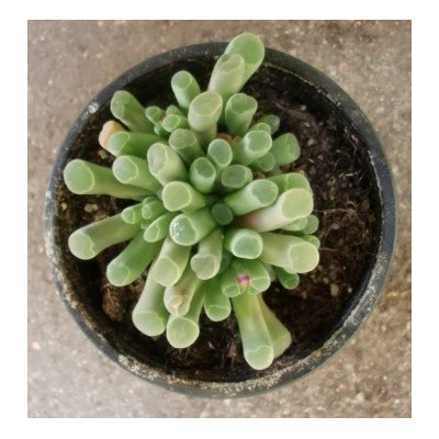 Frithia pulchra 10 semen