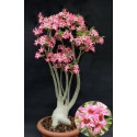 Adenium somalense v. somalense "Pouštní růže" 2 semena