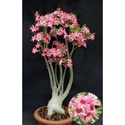 Adenium somalense v. somalense "Pouštní růže" 2 semena