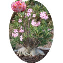Adenium arabicum (PNW: Petch Na Wang) 2 semena