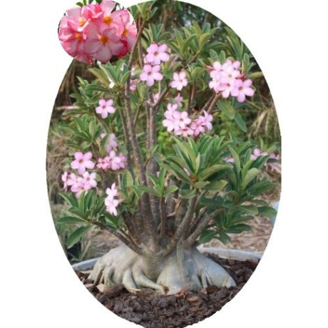 Adenium arabicum (PNW: Petch Na Wang) 2 semena
