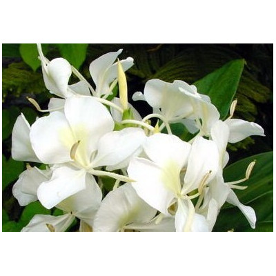 HEDYCHIUM coronarium "Bílý zázvor" 3 semena