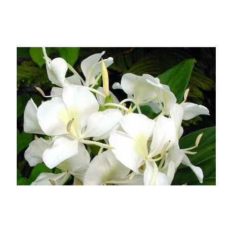 HEDYCHIUM coronarium "Bílý zázvor" 3 semena