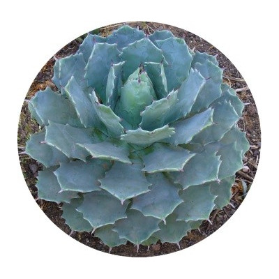 Agave potatorum Verschaffeltii 4 semena