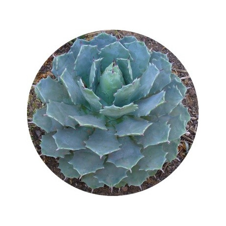 Agave potatorum Verschaffeltii 4 semena