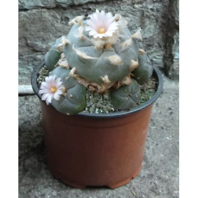 Lophophora williamsii var. pentagona 10 semen