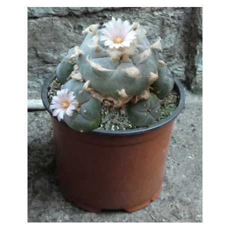 Lophophora williamsii var. pentagona 10 semen