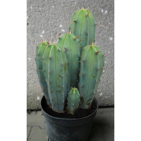 Myrtillocactus geometrizans 10 semen