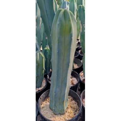 Myrtillocactus geometrizans 10 semen