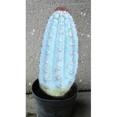 Cipocereus bradei 6 semen