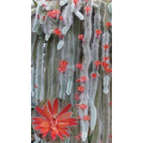 Hildewintera colademononis 6 semen