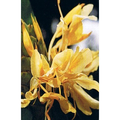 HEDYCHIUM flavum "Žlutý zázvor" 3 semena