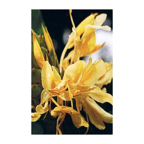 HEDYCHIUM flavum "Žlutý zázvor" 3 semena