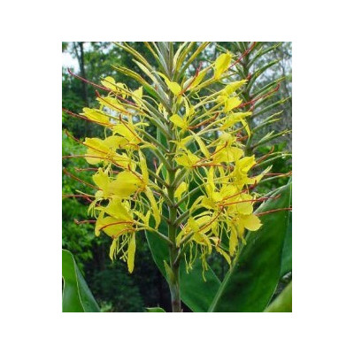 HEDYCHIUM gardnerianum "Kahili ginger" 3 semena