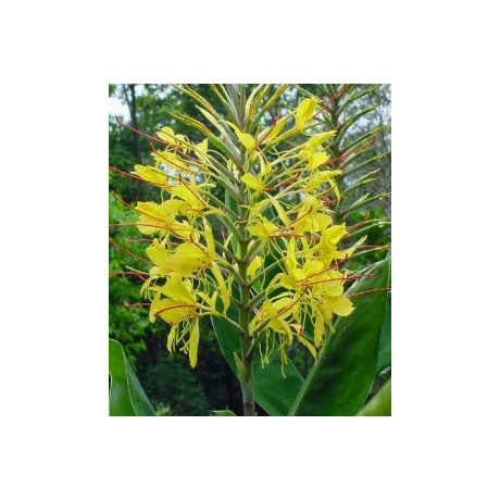HEDYCHIUM gardnerianum "Kahili ginger" 3 semena