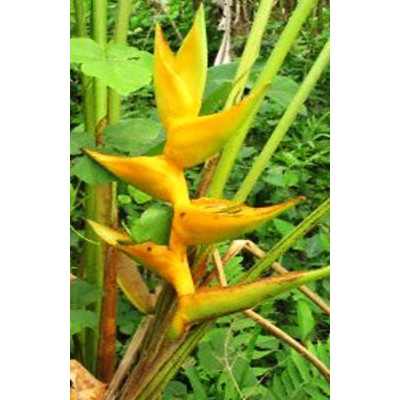 HELICONIA champneiana Mayan Gold  3 semena