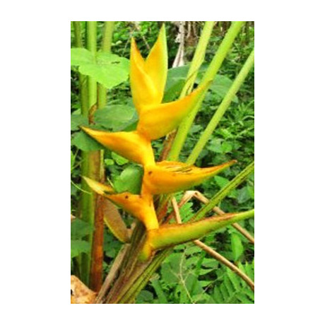 HELICONIA champneiana Mayan Gold  3 semena
