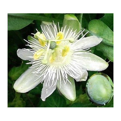 Passiflora subpeltata 5 semen