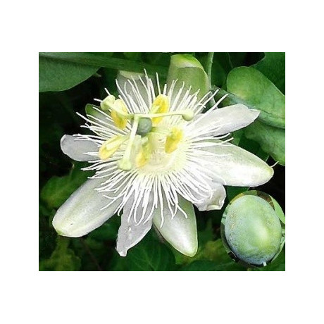 Passiflora subpeltata 5 semen