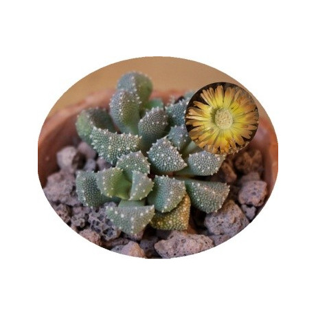 Aloinopsis luckhoffii EA282 10 semen
