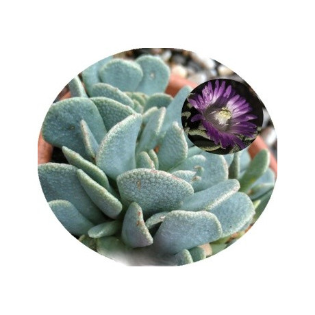 Aloinopsis spathulata EA755 (Sutherland) 8 semen