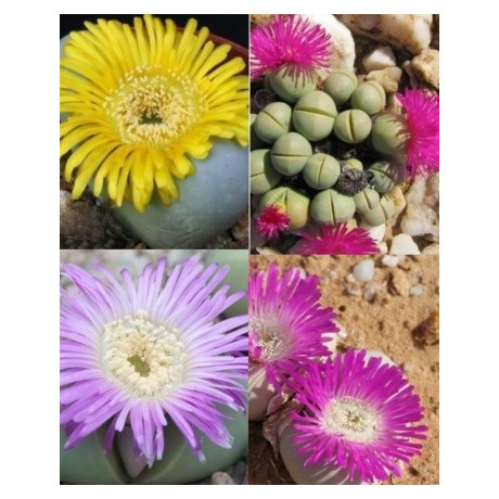 Argyroderma mix 10 semen