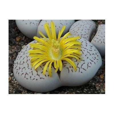 Dinteranthus vanzylii 10 semen