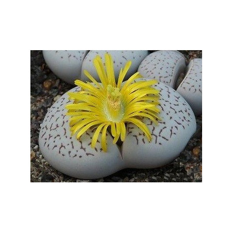 Dinteranthus vanzylii 10 semen