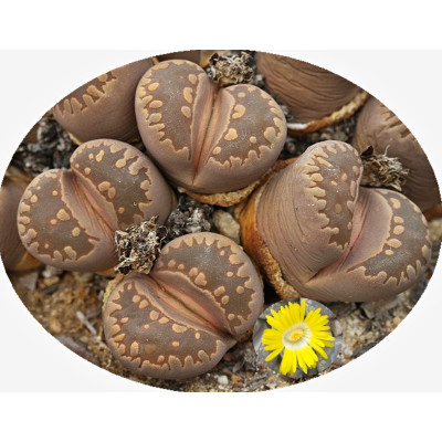 Lithops otzeniana C.350  "Živé kameny" 10 semen