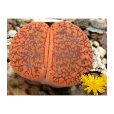 Lithops aucampiae var. koelemanii C.256  "Živé kameny" 10 semen