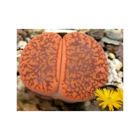 Lithops aucampiae var. koelemanii C.256  "Živé kameny" 10 semen