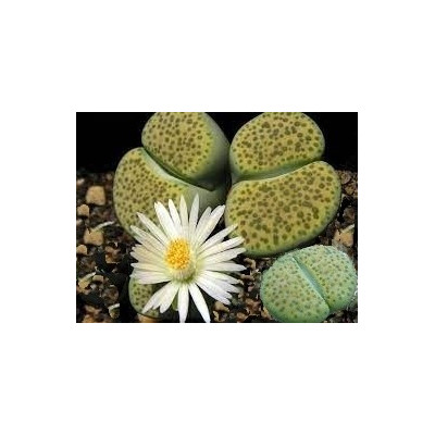 Lithops fulviceps var. aurea C.363  "Živé kameny" 8 semen