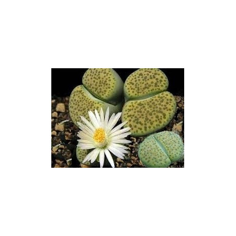 Lithops fulviceps var. aurea C.363  "Živé kameny" 8 semen