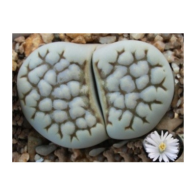 Lithops julii ssp. julii C.205 (syn. chrysocephala)  "Živé kameny" 10 semen