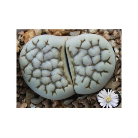 Lithops julii ssp. julii C.205 (syn. chrysocephala)  "Živé kameny" 10 semen