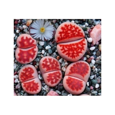 Lithops karasmontana 'Top Red'  "Živé kameny" 8 semen