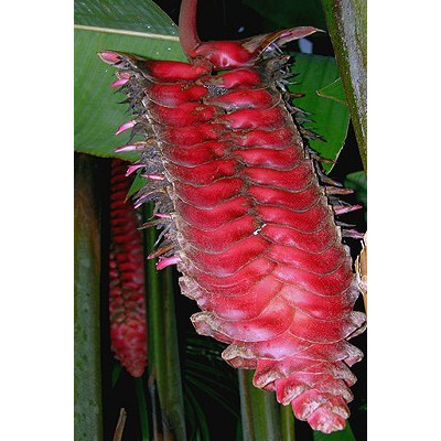 HELICONIA mariae 3 semena