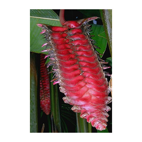 HELICONIA mariae 3 semena