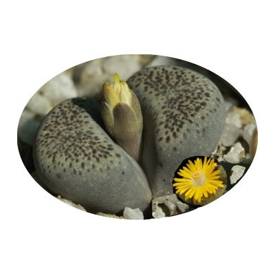 Lithops terricolor EA997 (Kransrivier) "Živé kameny" 10 semen