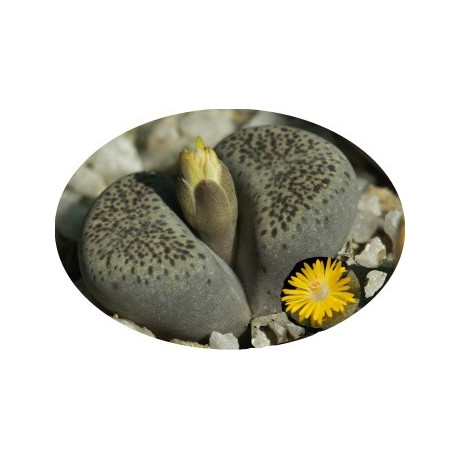 Lithops terricolor EA997 (Kransrivier) "Živé kameny" 10 semen