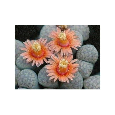 Lithops verruculosa var. glabra C.177 "Živé kameny" 10 semen  