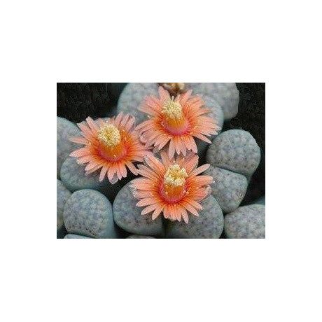 Lithops verruculosa var. glabra C.177 "Živé kameny" 10 semen  
