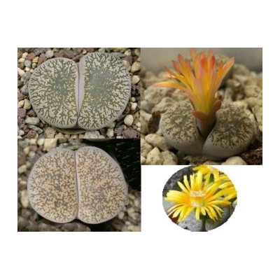 Lithops lesliei ssp. lesliei var. venteri mix "Živé kameny" 10 semen