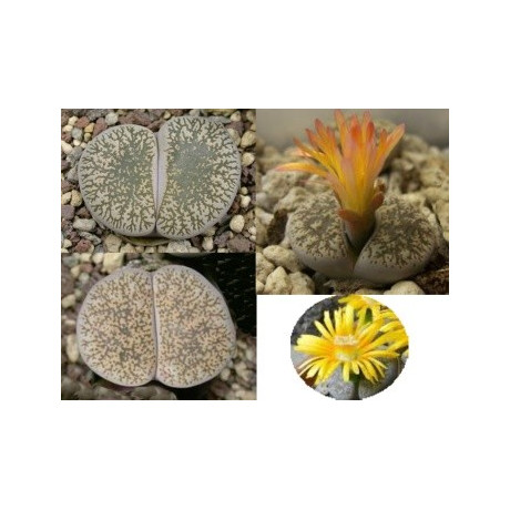 Lithops lesliei ssp. lesliei var. venteri mix "Živé kameny" 10 semen